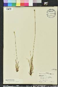 Xyris difformis image