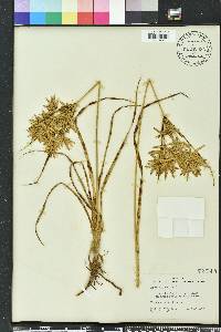 Cyperus lecontei image