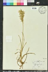 Cyperus lecontei image