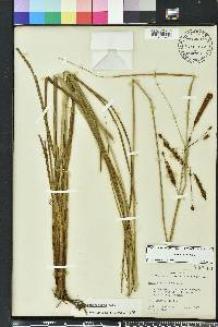 Carex glaucescens image