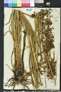 Cladium jamaicense image