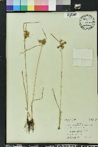 Cyperus surinamensis image