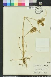 Cyperus polystachyos image