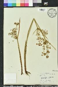 Cyperus haspan image