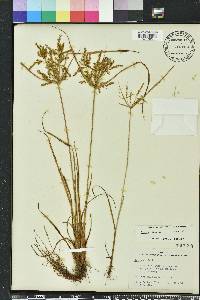 Cyperus iria image