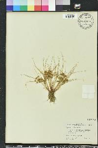 Cyperus cuspidatus image