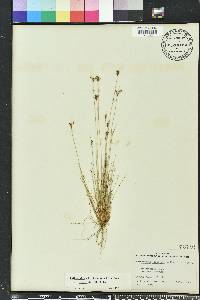 Bulbostylis ciliatifolia image