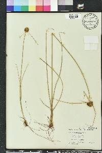 Cyperus filiculmis image