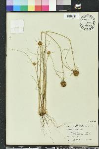 Cyperus filiculmis image