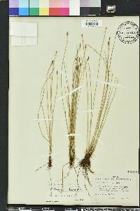 Eleocharis montevidensis image