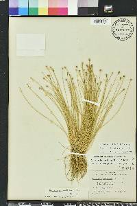 Eleocharis geniculata image