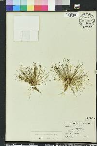 Eleocharis nigrescens image