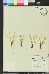 Eleocharis flavescens image