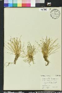 Eleocharis flavescens image