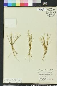 Eleocharis flavescens image