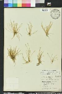 Eleocharis flavescens image