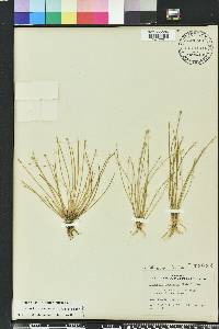 Eleocharis flavescens image