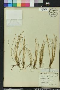 Eleocharis albida image