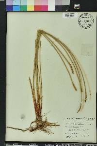 Eleocharis cellulosa image