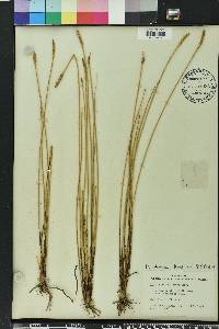 Eleocharis cellulosa image