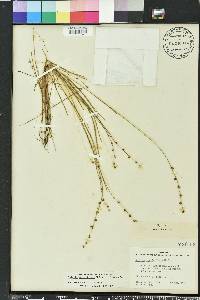 Scleria verticillata image