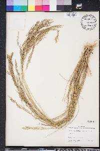 Eragrostis atrovirens image