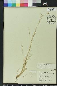 Rhynchospora wrightiana image