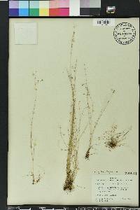 Rhynchospora rariflora image