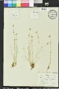 Rhynchospora pusilla image