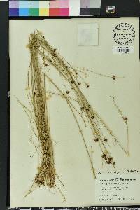 Rhynchospora wrightiana image