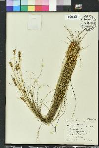 Rhynchospora plumosa image