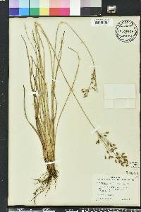 Fimbristylis caroliniana image