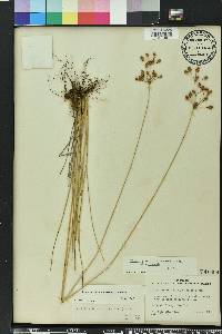 Fimbristylis puberula image