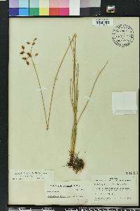 Fimbristylis puberula image