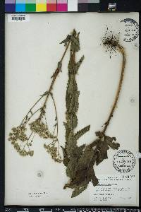 Eupatorium pilosum image