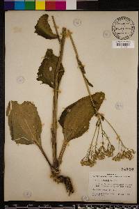 Arnoglossum floridanum image