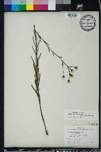 Vernonia blodgettii image