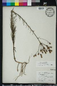 Vernonia angustifolia image