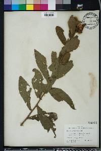 Pluchea longifolia image