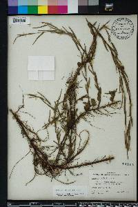 Ludwigia suffruticosa image