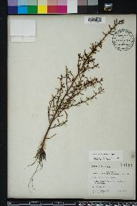 Ludwigia curtissii image