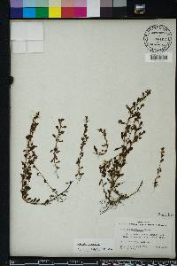 Ludwigia microcarpa image