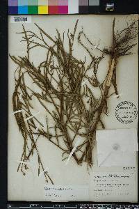 Ludwigia octovalvis image