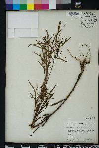 Ludwigia suffruticosa image