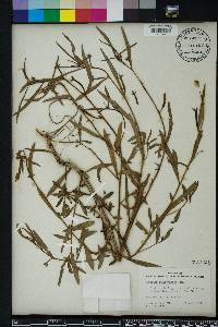 Ludwigia suffruticosa image