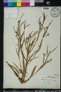 Ludwigia suffruticosa image