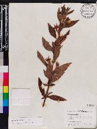 Ludwigia peruviana image