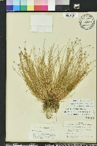 Eleocharis geniculata image