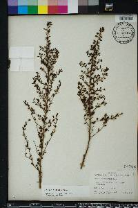 Ludwigia microcarpa image