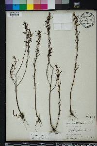 Ludwigia linifolia image